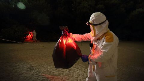 Guerra a la velutina