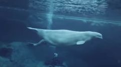 As� nace una ballena beluga
