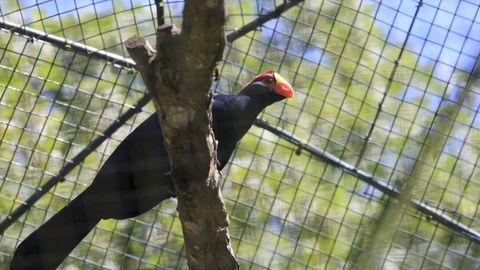 En Avifauna se pueden encontrar aves de 150 especies distintas