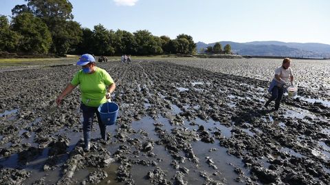 Siembra de almeja jap�nica en Vilaboa