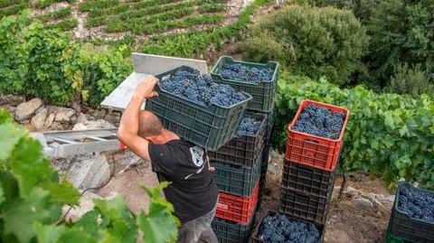 Uvas de la variedad tinta menca, cuya produccin supone un 83% del total