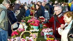 Imagen de la anterior edici�n en Vigo del Concurso Exposici�n Internacional da Camelia