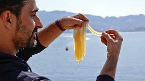 El director t�cnico de Octolarvae, el pasado lunes, revisando vainas de calamares rescatadas por Gardacostas en la r�a de Vigo.