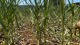 Imagen de un campo de ma�z aplastado supuestamente por jabal�es