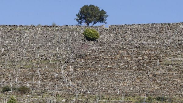 El importe m�ximo de las ayudas se reserva para los vi�edos con muros de piedra