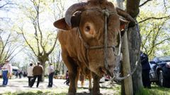 La feria de ternera gallega de Lncara, en imgenes