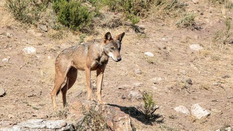 Imagen de archivo de un lobo ib&eacute;rico