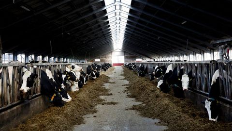 Granja de vacuno en la regin deFriesland, en los Pases Bajos