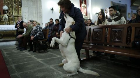 MISA Y BENDICIN DE LAS MASCOTAS CON MOTIVO DEL SAN ANTONIO EN LA IGLESIA DE LA ORDEN TERCERA