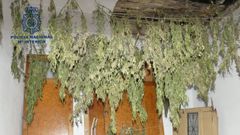 M�s de 600 plantas de marihuana en un piso en El Entrego