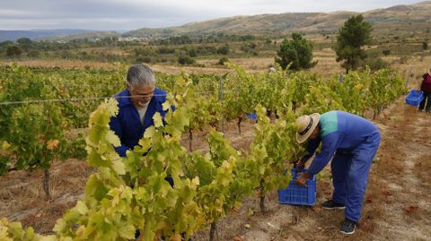 La bodega Couto Mixto abrió la vendimia en la D.O. Monterrei.