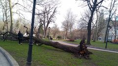 El viento tumba un arbol del Campo San Francisco, en Oviedo.El viento tumba un arbol del Campo San Francisco, en Oviedo 
