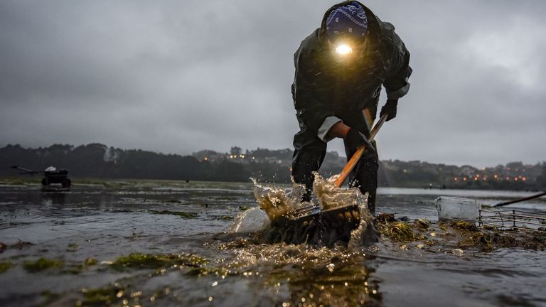 Una mariscadora faenando al alba en Poio el 14 de abril del 2026.