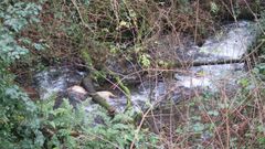 Imagen de uno de los ejemplares hallados muertos en un afluente del r�o Anll�ns.