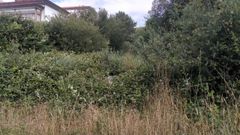 El PP denuncia la falta de gesti�n en materia de desbroces.