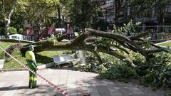 Un rbol cay este jueves junto a la zona de juegos infantil del parque de San Lzaro