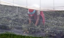 UGT asegura que la investigaci�n puede entrar en los invernaderos y ellos no. 