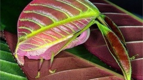 Saltamontes con un asombroso mimetismo con las hojas de su entorno.