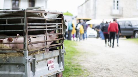 Parga, una feria condicionada por la lengua azul