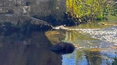 El jabal muerto est debajo de uno de los arcos del puente en el ro Verdugo en Ponte Caldelas