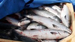 Salmones de granja, en una imagen de archivo