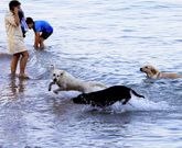 Toralla fue petfriendly el verano pasado y este a�o el permiso no dur� ni 15 d�as. 