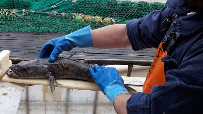 Merluza negra pescada por primera vez el 12 de mayo del 2013 y que el 6 de junio del 2026 volvi� a capturar en Argentina el barco de capital gallego Argenova XIV, a cuya tripulaci�n no le pas� desapercibido el bander�n que llev� el pez desde que fue liberado hace 13 a�os.