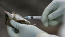Imagen de archivo de un rat�n sometido a una prueba de hantavirus.