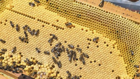 La miel ser&aacute; uno de los productos que Brasil podr&aacute; volver a exportar a Europa