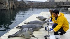 Las obras permitirn mejorar el sistema de reposicin de agua en todo el Aquarium, incluida la zona donde viven las focas