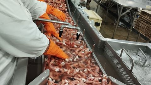 Procesado de langostino en la planta de Greciamar