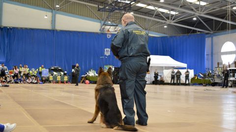 Efectivos caninos con la Guardia Civil en Pontedeume. 