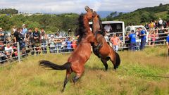 Pelea de gara�ones en la rapa de Candaoso
