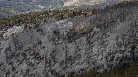 Pinar calcinado en Valdeorras. Las conferas sufrieron ms las consecuencias de los fuegos.
