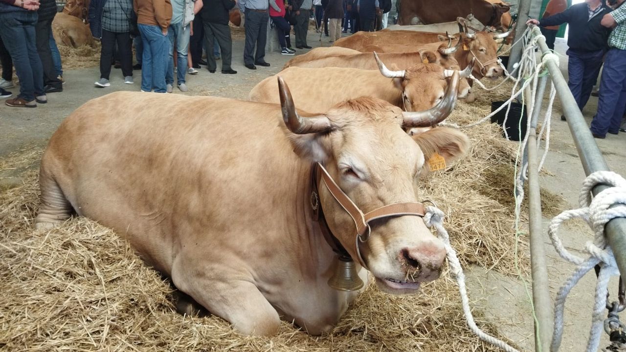 El vacuno de carne en Galicia: precios históricos para un sector fragmentado y sin relevo generacional