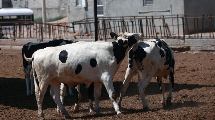 Vacas en una explotaci�n l�ctea