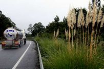 <span lang= es-es >Maleza</span>. Los �plumachos� y otros arbustos invaden las cunetas y, sobre todo, las medianas de la AG-55.