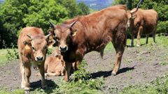 El sector del vacuno es uno de los m�s afectados por la crisis. En la imagen vacas cachenas de una explotaci�n de la provincia de Lugo