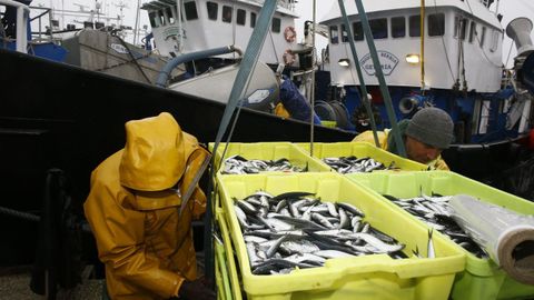 Los pescados son los alimentos cuya produccin genera menos huella de carbono, como estos bocartes que descargan en Burela (foto de archivo)