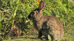 S�lvora atesora una de las densidades de poblaciones de conejo de monte m�s alta de toda Galicia