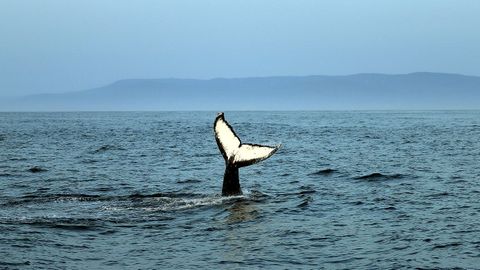 Aletas de una ballena jorobada o yubarta.