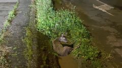 Corto herido en un accidente de tr�fico, en el pol�gono de Vidreiro
