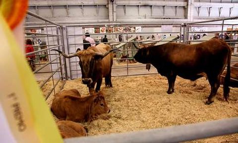 Un ejemplar de la ganadería Cimadevila, de Montederramo, se llevó el primer premio en raza vianesa.