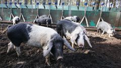 La comunidad de montes de Carballo (Friol) tiene en marcha, desde hace a�os, medidas para aprovecha su terreno con ganader�a porcina  