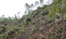 El monte cercano al r�o ha quedado totalmente desnudo y los troncos se esparcen por el suelo. 