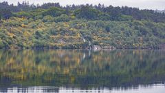 LAGOA DAS ENCROBAS. Es el espacio h�medo (catalogado como tal) m�s reciente  de Galicia. Y tambi�n el �ltimo en unirse a todo: la pesca, la caza, los deportes n�uticos, las centrales de bombero... Y es tambi�n un espacio de casi 170 hect�reas con gran riqueza de aves, tambi�n migratorias.