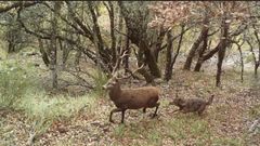 Un lobo intenta atacar a un ciervo adulto en solitario en un bosque de Asturias