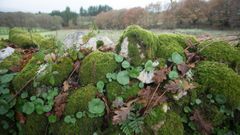 Recoger musgo para el bel�n se multa con hasta 200.000 euros