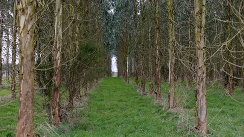 Plantaci�n de eucalipto en la parroquia de Labio (Lugo)