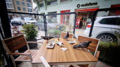 Palomas en una terraza de Lugo, este viernes